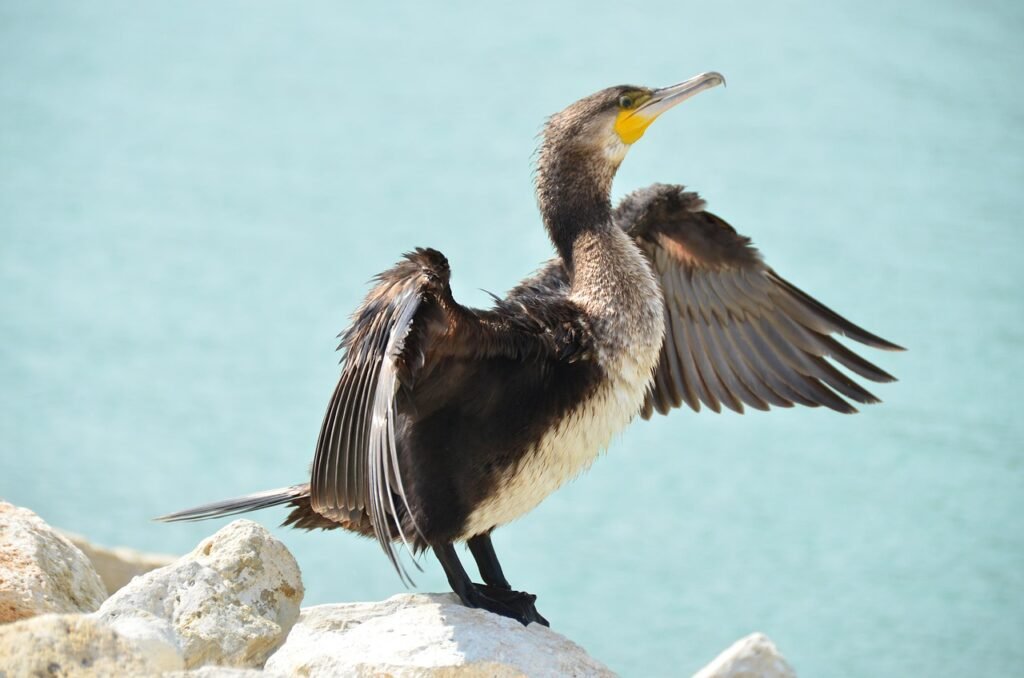 Bird Image