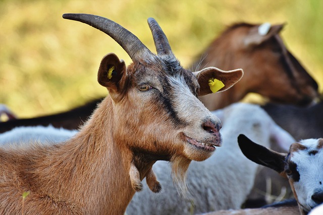 goat, billy goat, goatee, farm animal, ruminant, domestic goat, goat head, nature, horns, desire, animal, meadow, pasture