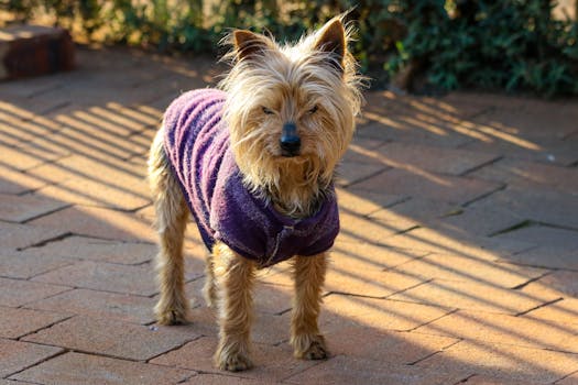 A cute Yorkshire Terrier wearing a purple sweater stands on a sunlit patio.
