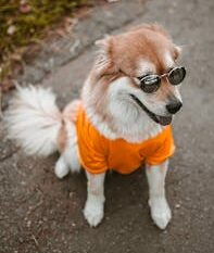 Adorable fluffy dog wearing sunglasses and an orange shirt sitting on a street.