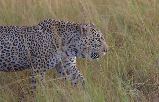 Captivating image of an African leopard gracefully walking through the tall grasses of Narok, Kenya.