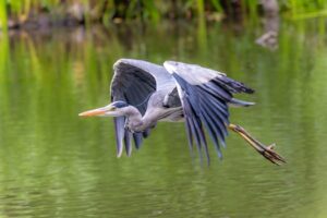 Close-up of a grey heron in mid-flight over a calm, green waterbody, showcasing detailed feathers.