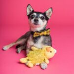 Adorable Chihuahua wearing a bow tie, posing on a pink backdrop with a yellow plush toy.